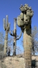 PICTURES/Sasco Ghost Town/t_Cactus2.JPG